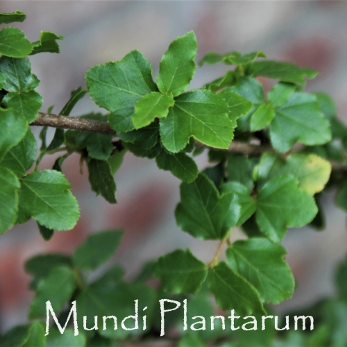 Domaine d'Herkenrode à Wespelaar (Belgique) - 05/2014