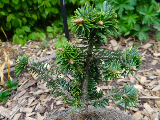 Les jardins du Florilège à Bastogne (Belgique) - 04/2022