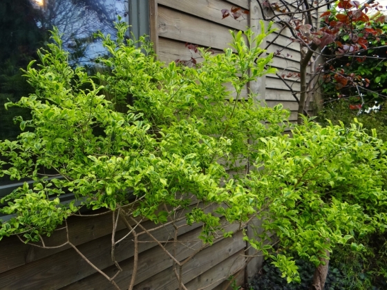 Les jardins du Florilège à Bastogne (Belgique) - 05/2015