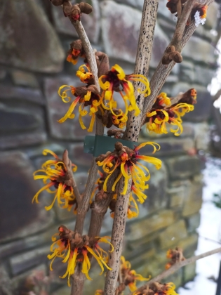 Les jardins du Florilège à Bastogne (Belgique) - 01/2026