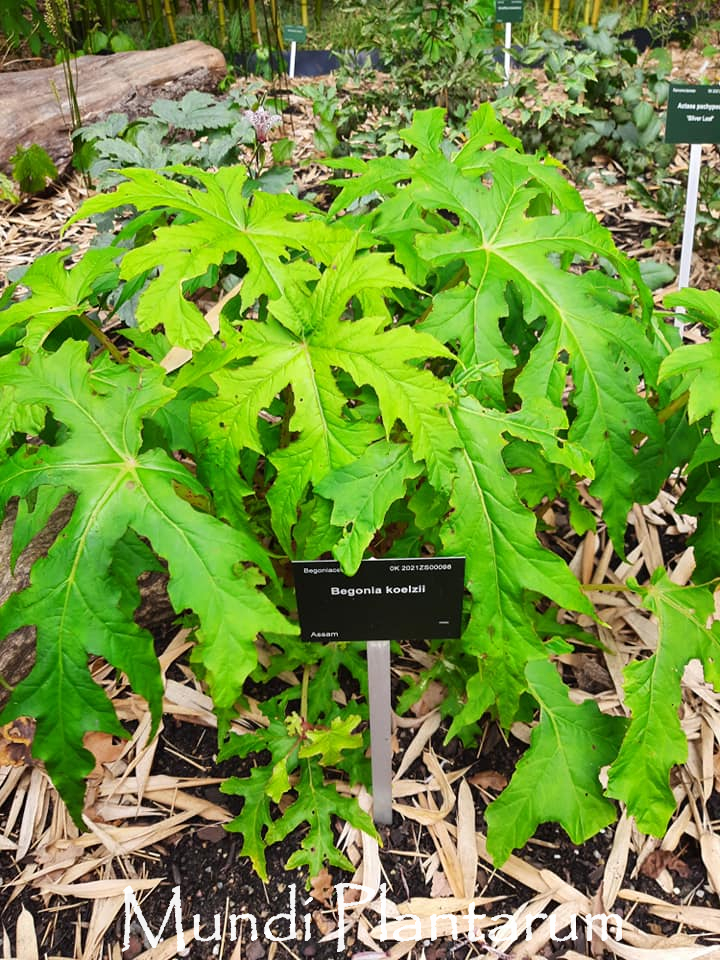 Begonia koelzii | Mundi Plantarum