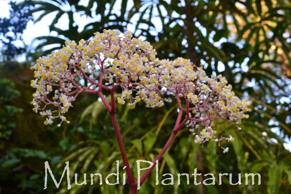 Begonia luxurians | Mundi Plantarum