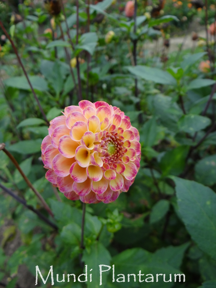 DAHLIA DES JARDINS À PETITES FLEURS DOUBLES, plante en ligne