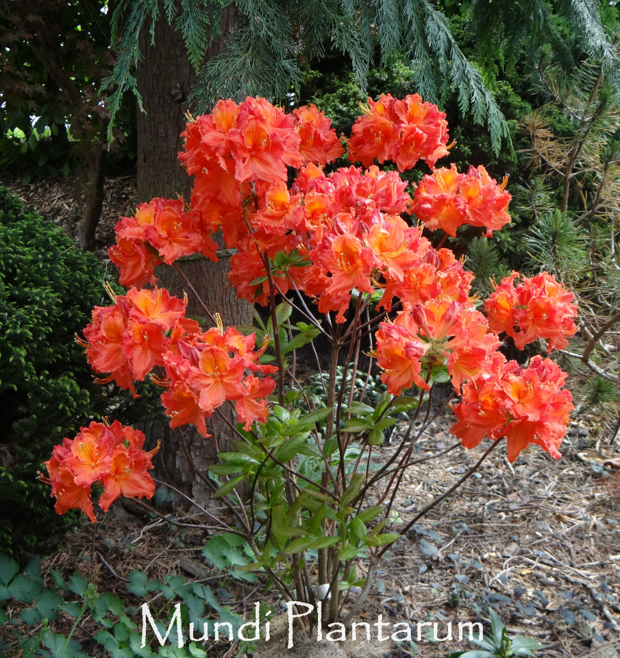 Rhododendron 'Mary Poppins' | Mundi Plantarum