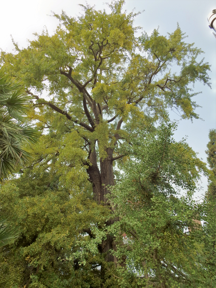 Ginkgo Biloba Tree 101 for Gardeners & Green Thumbs