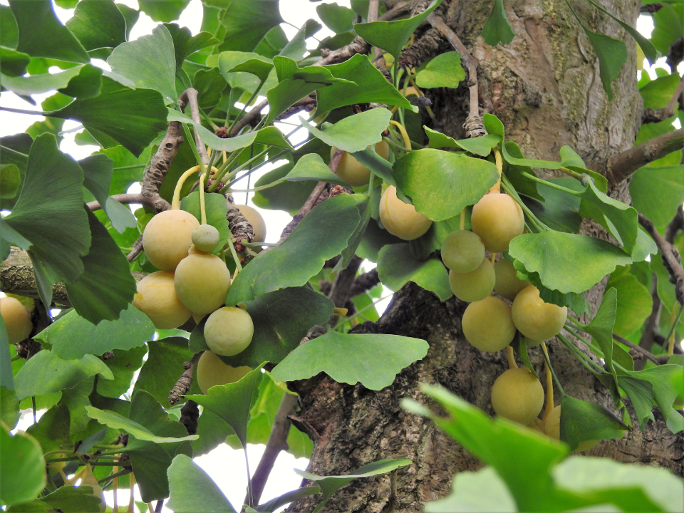 Do Ginkgo Trees Produce Fruit?