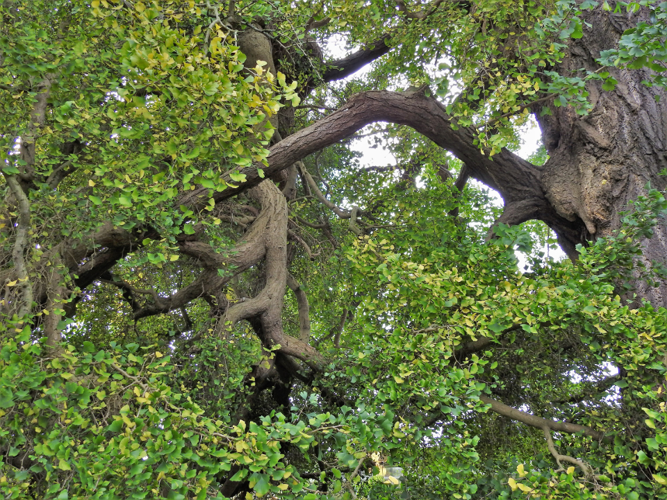 Pendant l'automne, les arbres perdent leurs jolies feuilles. Une des  ramures du Noyer est tombée dans ce color…