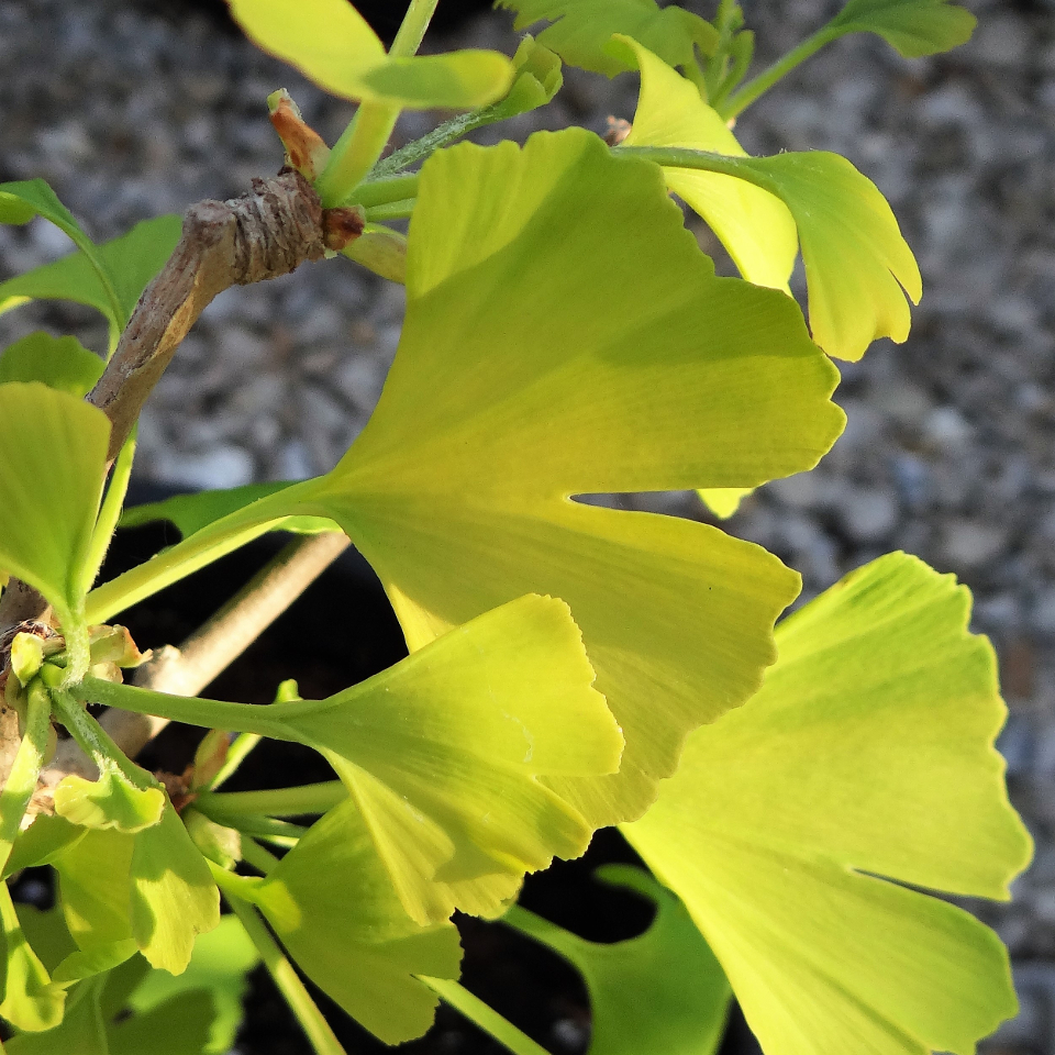 GINKGO BILOBA - 40 varieties 22 | Mundi Plantarum