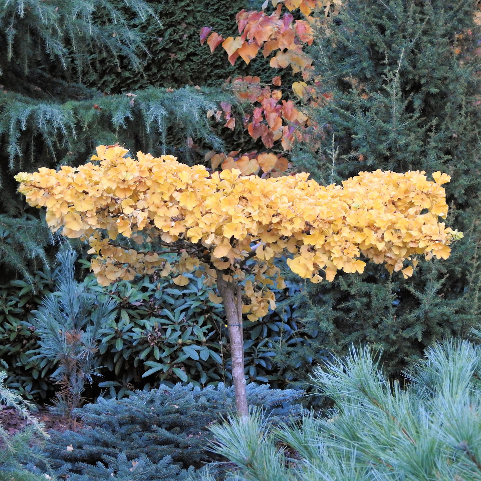 GINKGO BILOBA - 40 varieties 22 | Mundi Plantarum