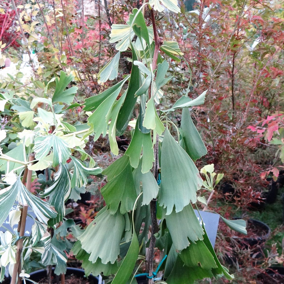 Ginkgo biloba 'Pendula' Weeping Male Ginkgo Tree