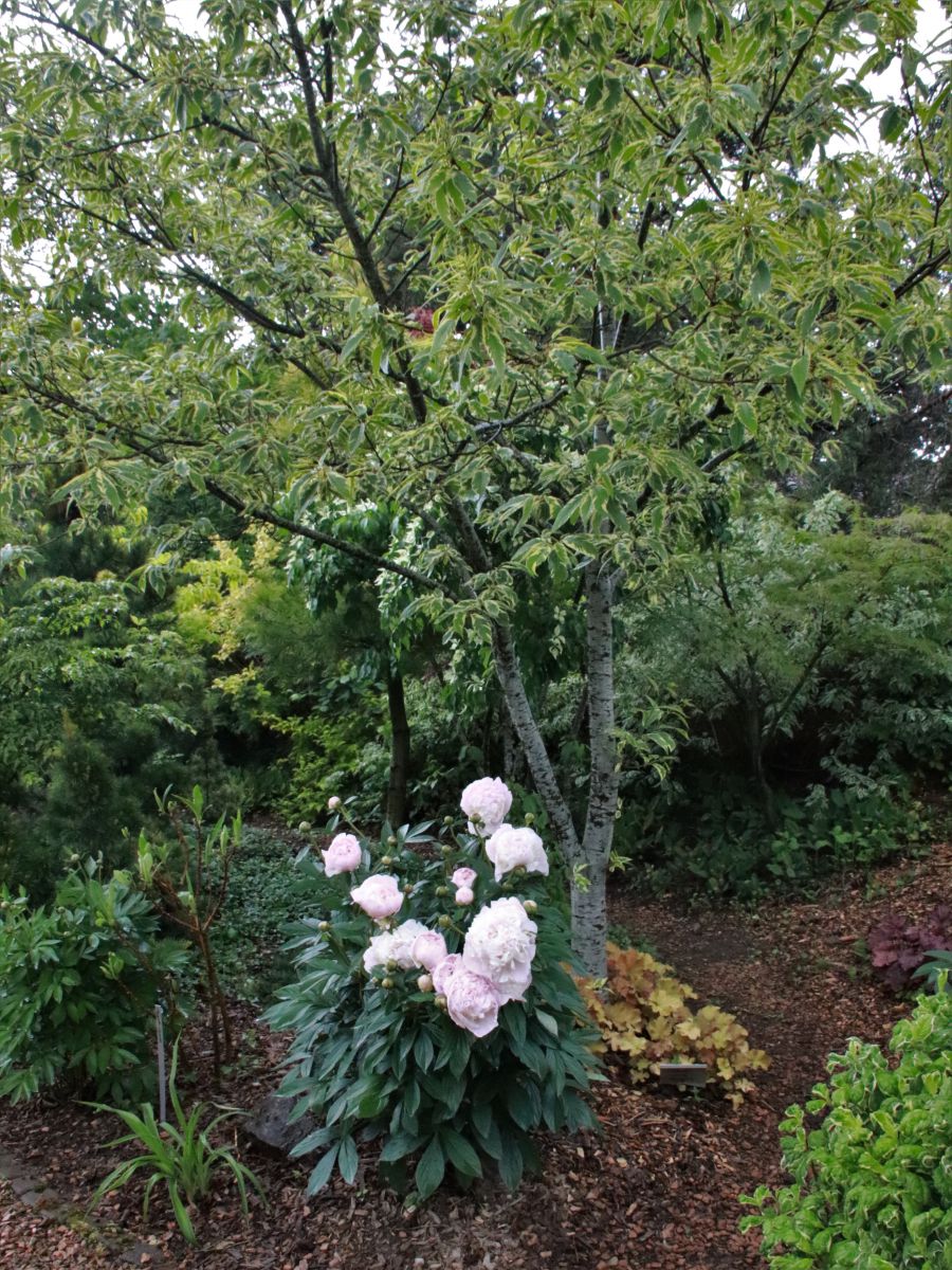 Lausanne Le Jardin De Johann Muster 10 06 2019 Mundi Plantarum