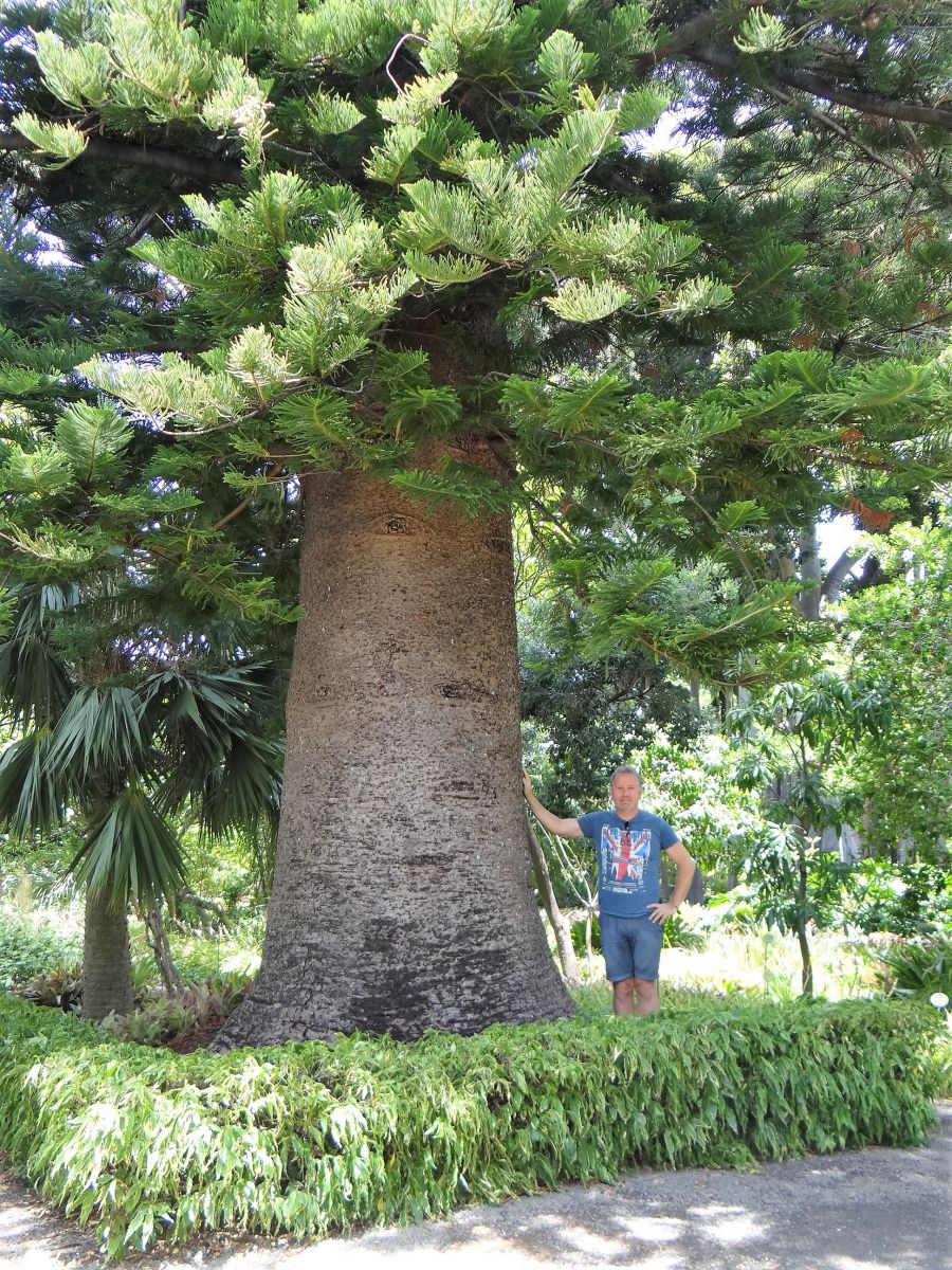 🔥 Araucaria mirabilis is an extinct species of coniferous tree. This  araucaria is over a 100 million years old. 🔥 : r/NatureIsFuckingLit