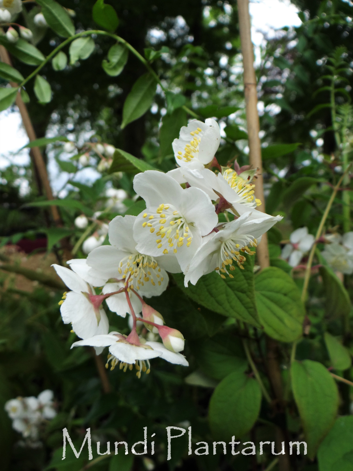 thumbnail image 2 of Philadelphus (mock Orange), Coronarius Plant In Full Flower Stock Photo 2 of 9