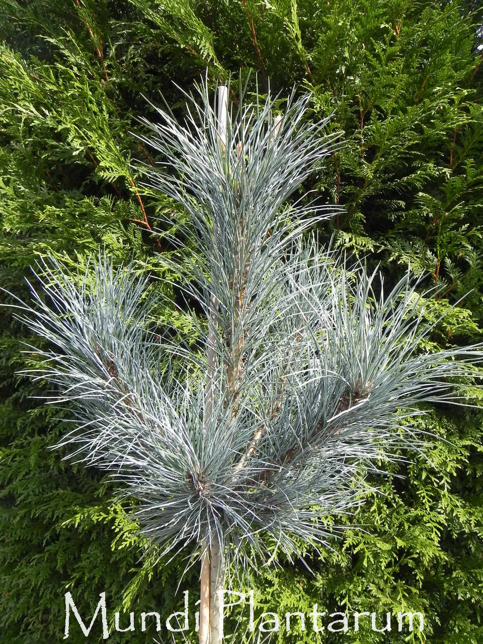 Pinus Peuce Pacific Blue Mundi Plantarum
