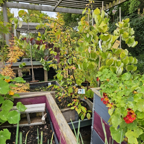 Capucins dans les Jardins du Florilège à Bastogne
