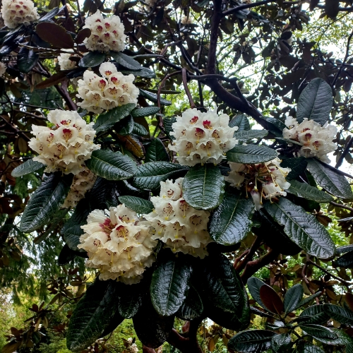 Trewithenn House & gardens(Cornouailles) Angleterre 04/2024