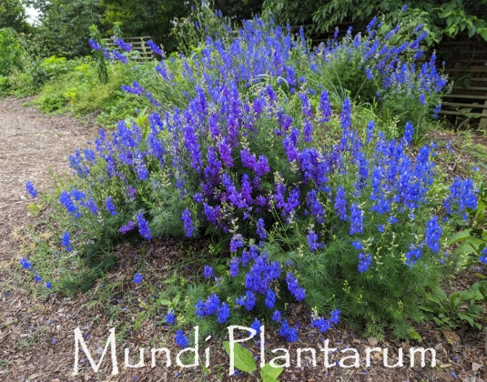 Aeratore Per Laghetto OASE OxyTex 500 - Set Con Pompa, Aumenta Filtrazione, Per Acqua Chiara