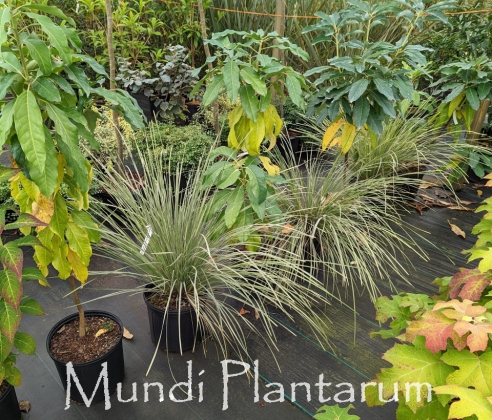 Lomandra longifolia 'Roma13 Platinum Beauty™ | Mundi Plantarum