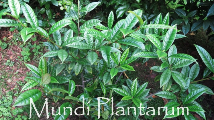 Photinia integrifolia | Mundi Plantarum