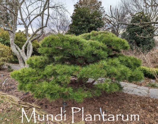 Pinus densiflora 'Vibrant' | Mundi Plantarum