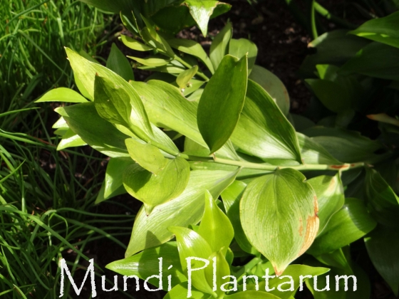 Ruscus colchicus | Mundi Plantarum