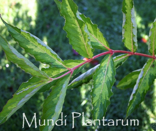 54+ Weigelie Milk And Honey, Diese blühfreudige weigelie 'milk and