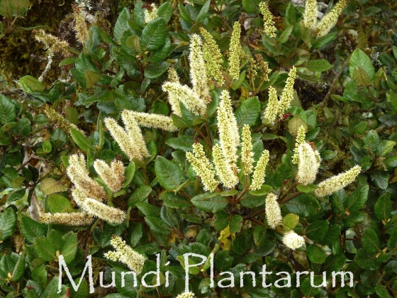 Weinmannia sp. | Mundi Plantarum