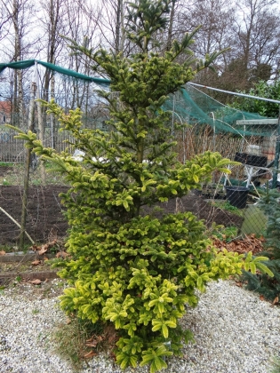 Pépinière Henk van Kempen à Son (Pays-Bas) - 03/2017