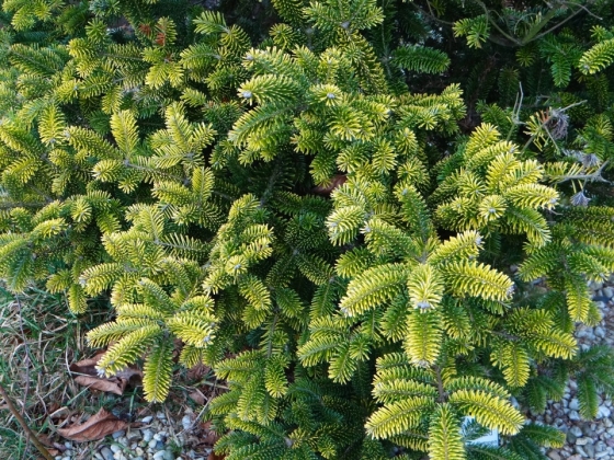 Pépinière Henk van Kempen à Son (Pays-Bas) - 03/2017