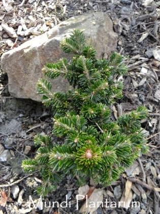 Les jardins du Florilège à Bastogne (Belgique) - 04/2018