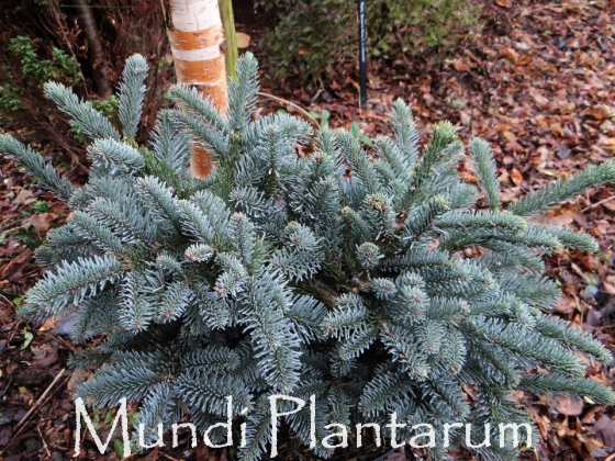 NOBU　abies procera スペインもみ　矮性　クリスマスツリー Abies procera 'Hupp's Christmas Tree' | Mundi Plantarum