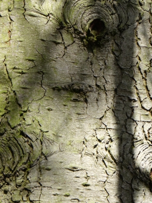 Pinetum Blijdenstein à Hilversum (Pays-Bas) - 04/2017