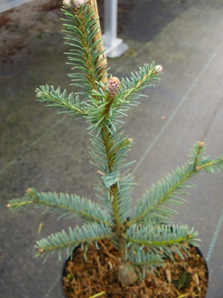 Pépinière Herman Geers à Boskoop (Pays-Bas) - 03/2018