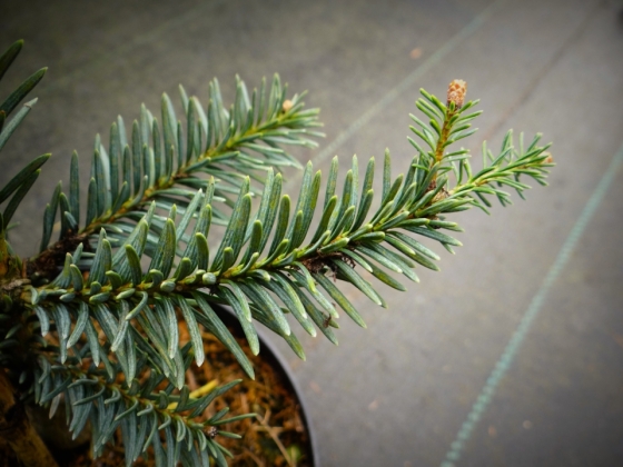 Pépinière Herman Geers à Boskoop (Pays-Bas) - 03/2018