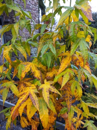 Les jardins du Florilège à Bastogne (Belgique) - 10/2024