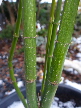 Les jardins du Florilège à Bastogne (Belgique) - 12/2024