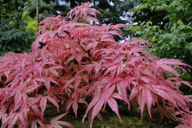 Pépinière CECE à Bray (Belgique) - 05/2025