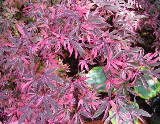 Pépinière CECE à Bray (Belgique) - 05/2025