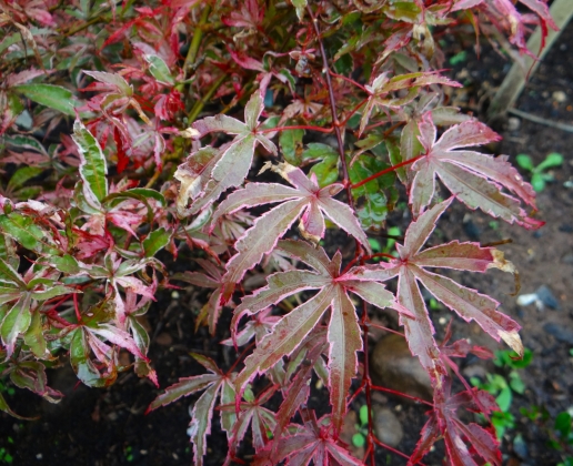 Pépinière Larch cottage (Region des Grands Lacs) Angleterre - 08/2019