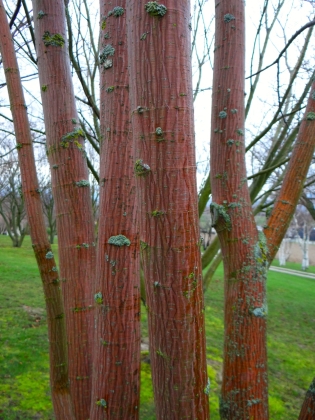 Jardin du Bois Marquis à Vernioz (France) - 02/2018