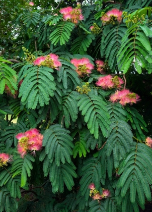 JC Raulston Arboretum à Raleigh (NC USA) - 05/2025