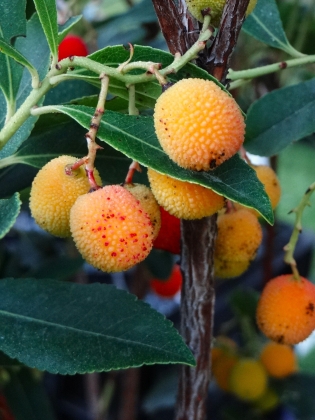 Journées de plantes de la Feuillerie à Celles (Belgique) - 09/2015