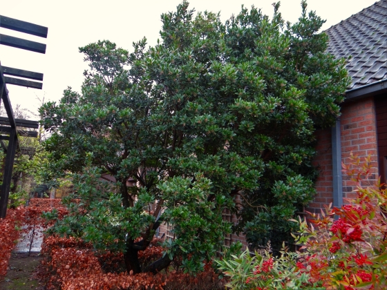 Kalmthout arboretum - 01/2022