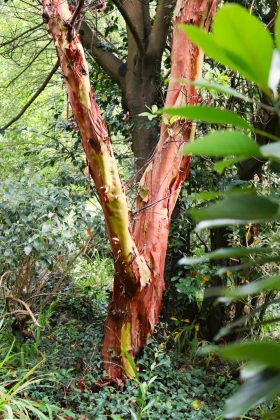 Parc botanique de la Roche Fauconnière à Cherbourg (France) - 09/2025