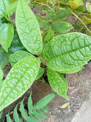 Arboretum des Burettes (Belgique) - 09/2025