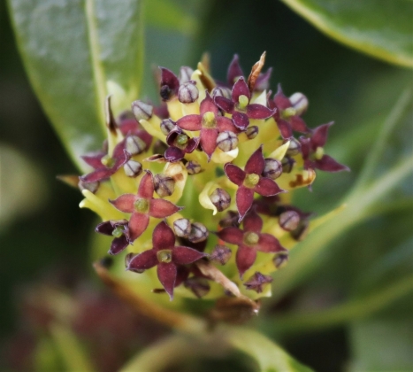 Arboretum des Burettes (Belgique) - 04/2025