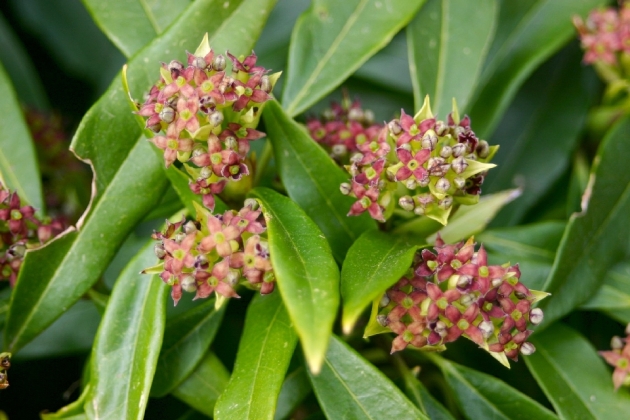 Arboretum des Burettes (Belgique) - 04/2025