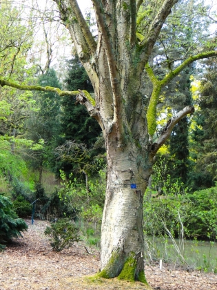 Arboretum Von Gimborn à Doorn (Pays-Bas) - 04/2017