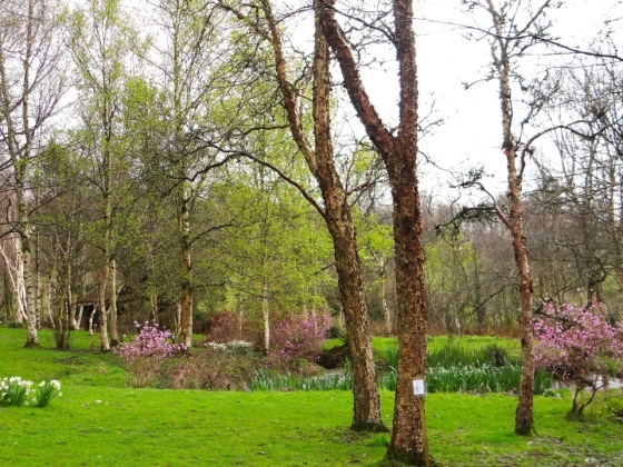 Pépinière Stone Lane Garden à Newton Abbot (Angleterre) - 03/2016