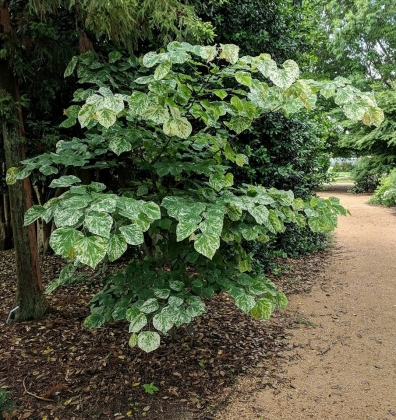 JC Raulston Arboretum à Raleigh (NC USA) - 05/2018